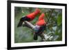 Andean cock-of-the-rock, Manu Biosphere Reserve, Peru-Nick Garbutt-Framed Photographic Print