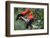 Andean cock-of-the-rock, Manu Biosphere Reserve, Peru-Nick Garbutt-Framed Photographic Print