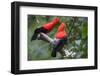 Andean cock-of-the-rock, Manu Biosphere Reserve, Peru-Nick Garbutt-Framed Photographic Print