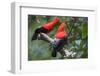 Andean cock-of-the-rock, Manu Biosphere Reserve, Peru-Nick Garbutt-Framed Photographic Print