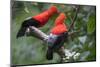 Andean cock-of-the-rock, Manu Biosphere Reserve, Peru-Nick Garbutt-Mounted Photographic Print