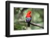 Andean cock-of-the-rock, Manu Biosphere Reserve, Peru-Nick Garbutt-Framed Photographic Print