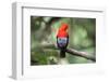 Andean cock-of-the-rock, Manu Biosphere Reserve, Peru-Nick Garbutt-Framed Photographic Print