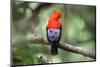 Andean cock-of-the-rock, Manu Biosphere Reserve, Peru-Nick Garbutt-Mounted Photographic Print