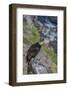 Andean condor adult male, Nirihuao Canyon, Coyhaique, Patagonia, Chile.-Jeff Foott-Framed Photographic Print