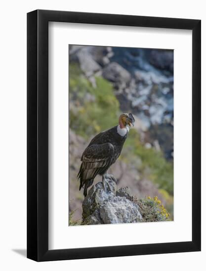 Andean condor adult male, Nirihuao Canyon, Coyhaique, Patagonia, Chile.-Jeff Foott-Framed Photographic Print