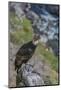 Andean condor adult male, Nirihuao Canyon, Coyhaique, Patagonia, Chile.-Jeff Foott-Mounted Photographic Print