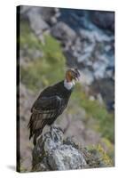 Andean condor adult male, Nirihuao Canyon, Coyhaique, Patagonia, Chile.-Jeff Foott-Stretched Canvas