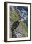 Andean condor adult male, Nirihuao Canyon, Coyhaique, Patagonia, Chile.-Jeff Foott-Framed Photographic Print