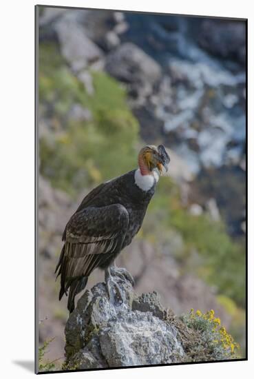 Andean condor adult male, Nirihuao Canyon, Coyhaique, Patagonia, Chile.-Jeff Foott-Mounted Photographic Print