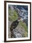 Andean condor adult male, Nirihuao Canyon, Coyhaique, Patagonia, Chile.-Jeff Foott-Framed Photographic Print
