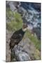 Andean condor adult male, Nirihuao Canyon, Coyhaique, Patagonia, Chile.-Jeff Foott-Mounted Photographic Print