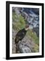 Andean condor adult male, Nirihuao Canyon, Coyhaique, Patagonia, Chile.-Jeff Foott-Framed Photographic Print