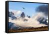 Andean condor soaring above the Three Towers rock formation-Nick Garbutt-Framed Stretched Canvas