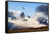 Andean condor soaring above the Three Towers rock formation-Nick Garbutt-Framed Stretched Canvas