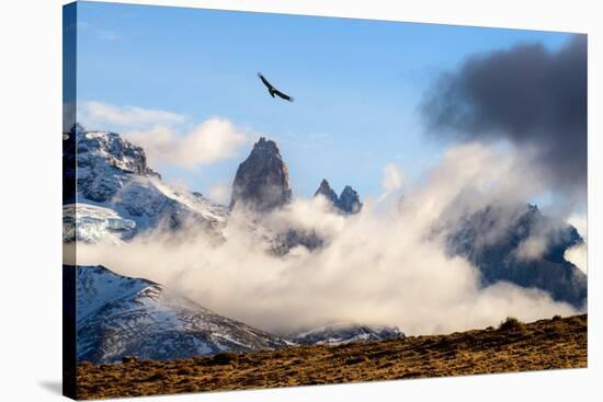 Andean condor soaring above the Three Towers rock formation-Nick Garbutt-Stretched Canvas