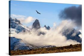 Andean condor soaring above the Three Towers rock formation-Nick Garbutt-Stretched Canvas