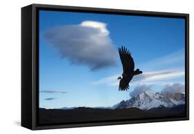 Andean Condor (Vultur Gryphus) Flying over Torres Del Paine National Park, Chilean Patagonia, Chile-G & M Therin-Weise-Framed Stretched Canvas