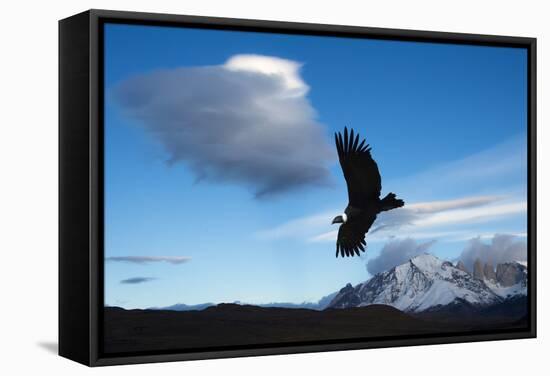 Andean Condor (Vultur Gryphus) Flying over Torres Del Paine National Park, Chilean Patagonia, Chile-G & M Therin-Weise-Framed Stretched Canvas