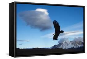Andean Condor (Vultur Gryphus) Flying over Torres Del Paine National Park, Chilean Patagonia, Chile-G & M Therin-Weise-Framed Stretched Canvas