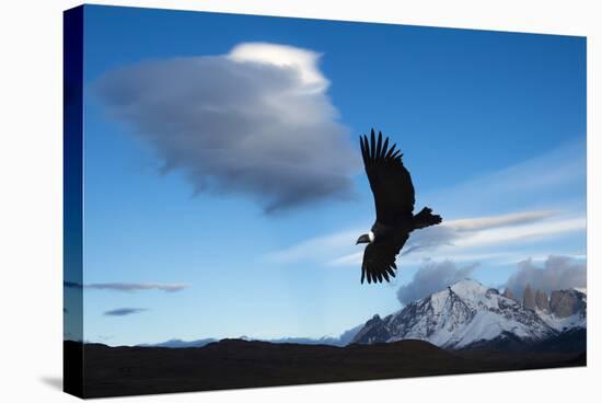 Andean Condor (Vultur Gryphus) Flying over Torres Del Paine National Park, Chilean Patagonia, Chile-G & M Therin-Weise-Stretched Canvas