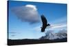 Andean Condor (Vultur Gryphus) Flying over Torres Del Paine National Park, Chilean Patagonia, Chile-G & M Therin-Weise-Stretched Canvas