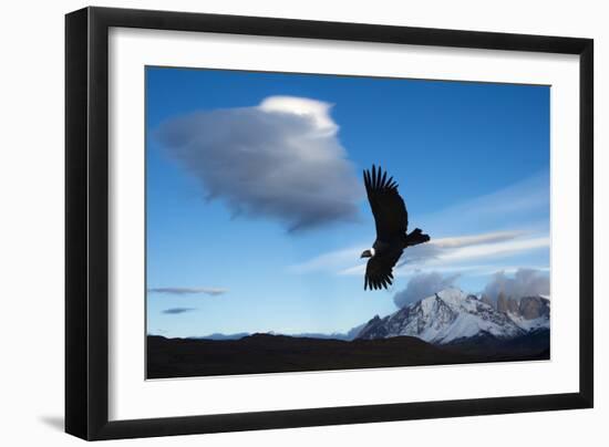 Andean Condor (Vultur Gryphus) Flying over Torres Del Paine National Park, Chilean Patagonia, Chile-G & M Therin-Weise-Framed Photographic Print