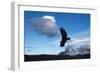 Andean Condor (Vultur Gryphus) Flying over Torres Del Paine National Park, Chilean Patagonia, Chile-G & M Therin-Weise-Framed Photographic Print