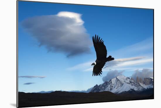 Andean Condor (Vultur Gryphus) Flying over Torres Del Paine National Park, Chilean Patagonia, Chile-G & M Therin-Weise-Mounted Photographic Print