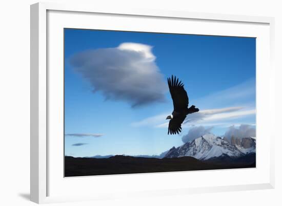 Andean Condor (Vultur Gryphus) Flying over Torres Del Paine National Park, Chilean Patagonia, Chile-G & M Therin-Weise-Framed Photographic Print