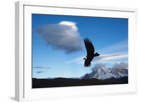 Andean Condor (Vultur Gryphus) Flying over Torres Del Paine National Park, Chilean Patagonia, Chile-G & M Therin-Weise-Framed Photographic Print