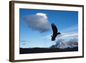 Andean Condor (Vultur Gryphus) Flying over Torres Del Paine National Park, Chilean Patagonia, Chile-G & M Therin-Weise-Framed Photographic Print