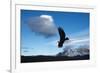 Andean Condor (Vultur Gryphus) Flying over Torres Del Paine National Park, Chilean Patagonia, Chile-G & M Therin-Weise-Framed Photographic Print