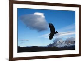 Andean Condor (Vultur Gryphus) Flying over Torres Del Paine National Park, Chilean Patagonia, Chile-G & M Therin-Weise-Framed Photographic Print