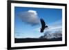 Andean Condor (Vultur Gryphus) Flying over Torres Del Paine National Park, Chilean Patagonia, Chile-G & M Therin-Weise-Framed Photographic Print