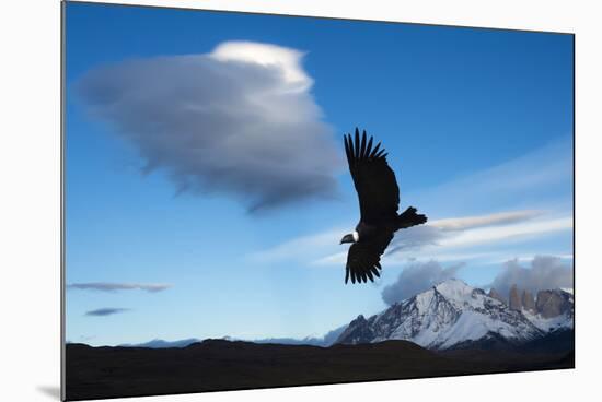 Andean Condor (Vultur Gryphus) Flying over Torres Del Paine National Park, Chilean Patagonia, Chile-G & M Therin-Weise-Mounted Photographic Print