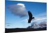 Andean Condor (Vultur Gryphus) Flying over Torres Del Paine National Park, Chilean Patagonia, Chile-G & M Therin-Weise-Mounted Photographic Print