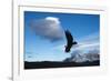 Andean Condor (Vultur Gryphus) Flying over Torres Del Paine National Park, Chilean Patagonia, Chile-G & M Therin-Weise-Framed Photographic Print