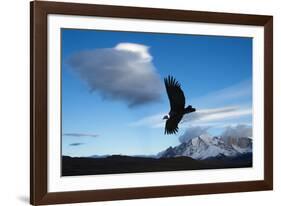 Andean Condor (Vultur Gryphus) Flying over Torres Del Paine National Park, Chilean Patagonia, Chile-G & M Therin-Weise-Framed Photographic Print