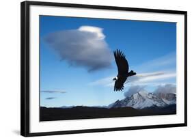 Andean Condor (Vultur Gryphus) Flying over Torres Del Paine National Park, Chilean Patagonia, Chile-G & M Therin-Weise-Framed Photographic Print