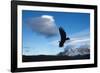 Andean Condor (Vultur Gryphus) Flying over Torres Del Paine National Park, Chilean Patagonia, Chile-G & M Therin-Weise-Framed Photographic Print