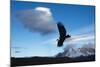 Andean Condor (Vultur Gryphus) Flying over Torres Del Paine National Park, Chilean Patagonia, Chile-G & M Therin-Weise-Mounted Photographic Print