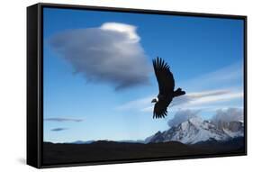 Andean Condor (Vultur Gryphus) Flying over Torres Del Paine National Park, Chilean Patagonia, Chile-G & M Therin-Weise-Framed Stretched Canvas