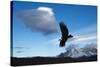 Andean Condor (Vultur Gryphus) Flying over Torres Del Paine National Park, Chilean Patagonia, Chile-G & M Therin-Weise-Stretched Canvas