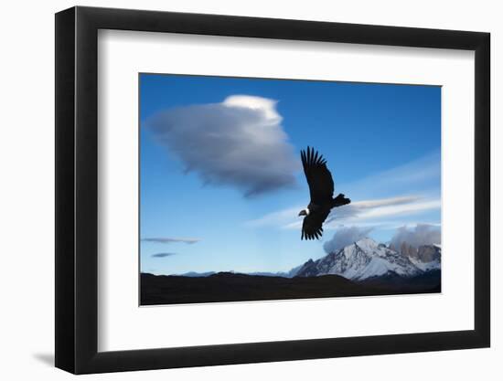 Andean Condor (Vultur Gryphus) Flying over Torres Del Paine National Park, Chilean Patagonia, Chile-G & M Therin-Weise-Framed Photographic Print