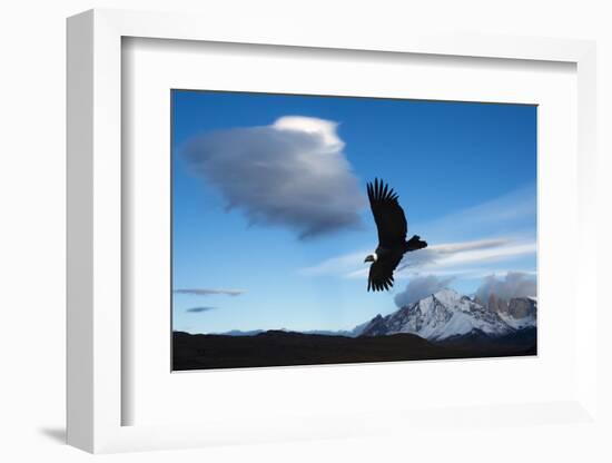 Andean Condor (Vultur Gryphus) Flying over Torres Del Paine National Park, Chilean Patagonia, Chile-G & M Therin-Weise-Framed Photographic Print