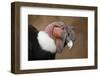 Andean Condor (Vultur Gryphus). Wildlife Animal.-Vladimir Wrangel-Framed Photographic Print