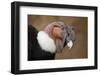 Andean Condor (Vultur Gryphus). Wildlife Animal.-Vladimir Wrangel-Framed Photographic Print