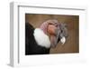 Andean Condor (Vultur Gryphus). Wildlife Animal.-Vladimir Wrangel-Framed Photographic Print