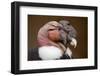 Andean Condor (Vultur Gryphus). Wildlife Animal.-Vladimir Wrangel-Framed Photographic Print